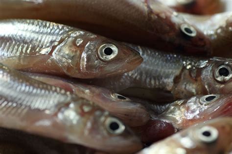 午餐肉能釣什麼魚?魚的種類豈非千變萬化?